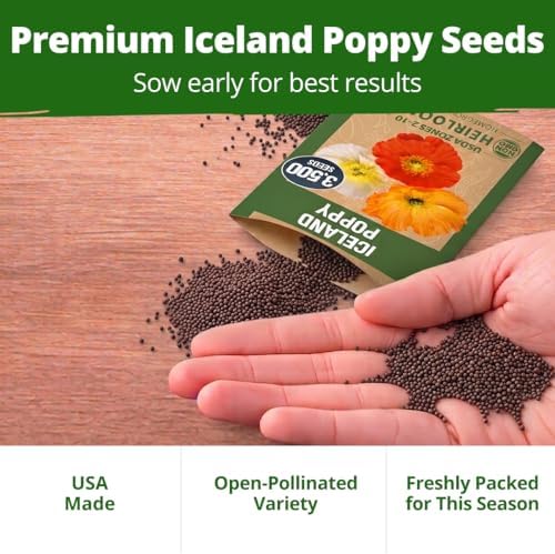 HOME GROWN Iceland Poppy Seeds, 7,000 Seeds, Papaver nudicaule - Image 6