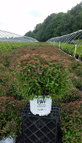 Proven Winners - Spiraea jap. Double Play Red (Spirea) Shrub, red flowers, #3 - Size Container - Image 5