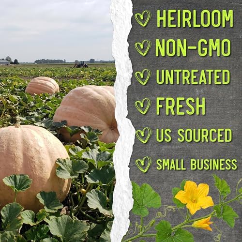 Seed Needs Pacific Giant Pumpkin Seeds to Plant Vegetables - 20 Packs - Image 6