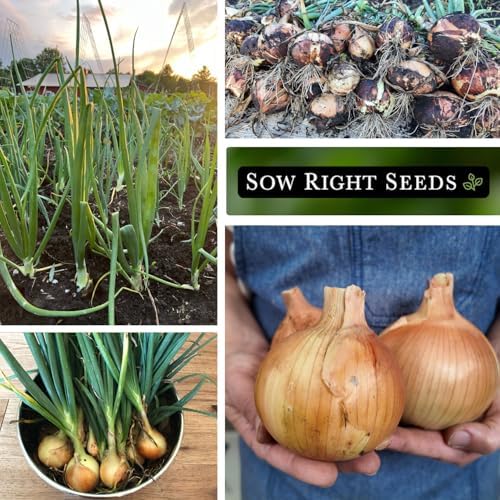 Sow Right Seeds-Yellow Sweet Spanish Onion Seed for Planting Vegetables 4pk - Image 4