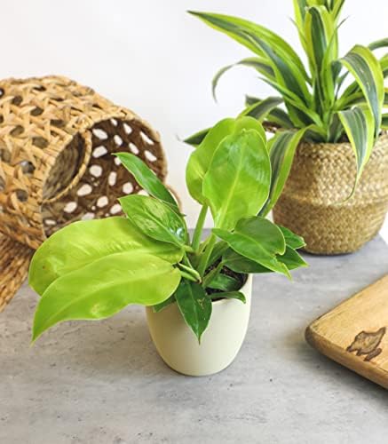 Philodendron Plant Live Houseplant 4PK, Air Purifying Plants, 4 in. Pots - Image 5