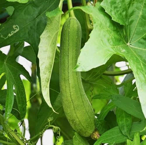 30PCS Smooth Sponge Gourd Seeds Loofah Snake Melon USA Asian Vegetable Seed - Image 2