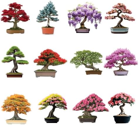 12 Variety Bonsai Tree Seed Kit | 300+ Seeds for Growing & Training by CZGrain