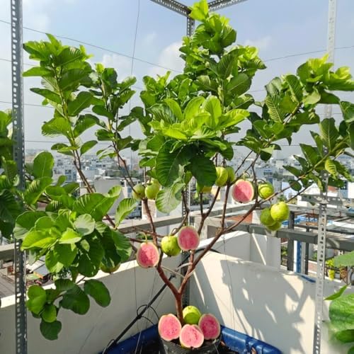 Pink Guava Tree Plant Live, Patio Container Plant, 7-12 Inch Tall - Image 3