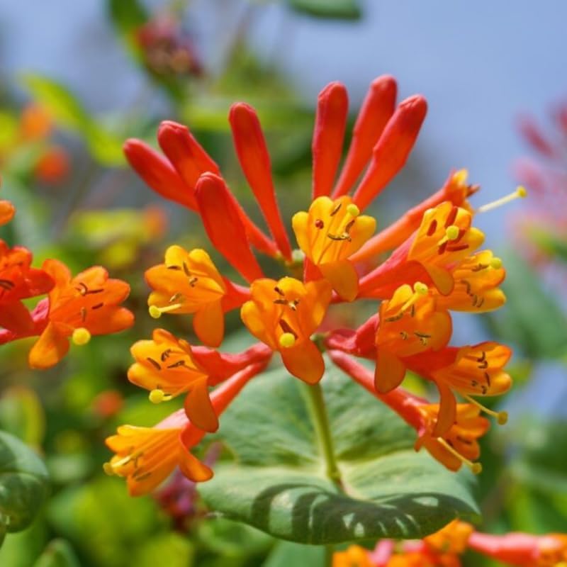 Honeysuckle Bush Live Plant, 5-10 Inch Tall - Image 4