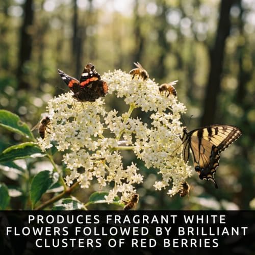 Red Elderberry Seeds for Planting | Native Berry Shrub | 100 Seeds - Image 6