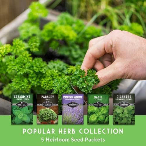 Aromatic Herb Garden Seeds Variety Pack – 5 Popular Heirloom Herbs - Image 3