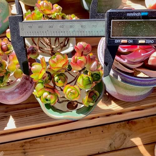 Aeonium saundersii Pinheads Rare Live Succulent Plants, Pink Cluster 3.5" Live Plant, Package Without Pot Soil, Garden Indoor Office Desk Wedding Party Baby Shower Decoration, Friend Plant Lovers Gift - Image 4
