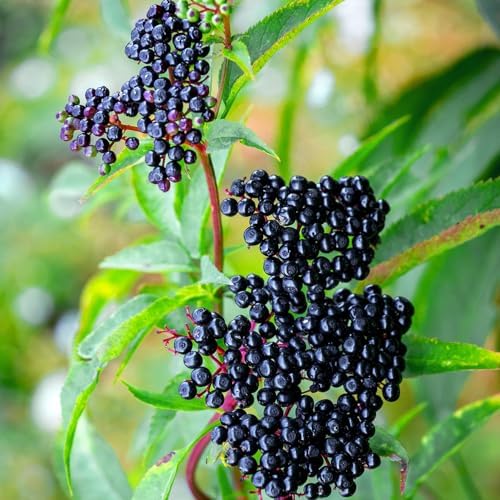 2 Black Elderberry Plants Live, Home Garden Berry Shrub, 6-12 Inch Tall - Image 6