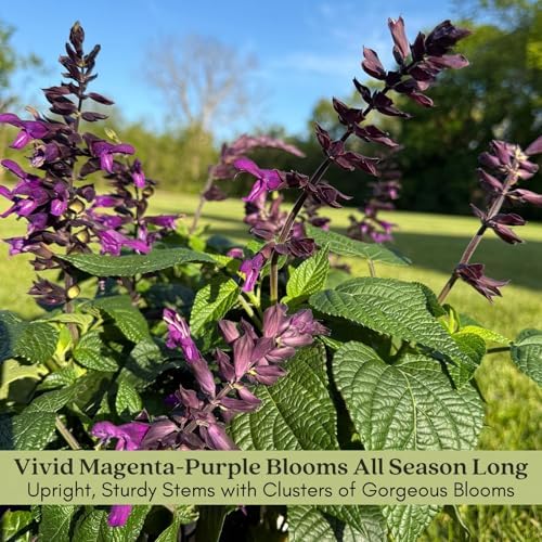 Clovers Garden Salvia Purple and Bloom Plants - Two (2) Live Plants – Non-GMO - Not Seeds - Each 4" to 8" Tall – in 4" Inch Pots - Pollinator Magnet, Heat Tolerant, Low Maintenance - Image 6