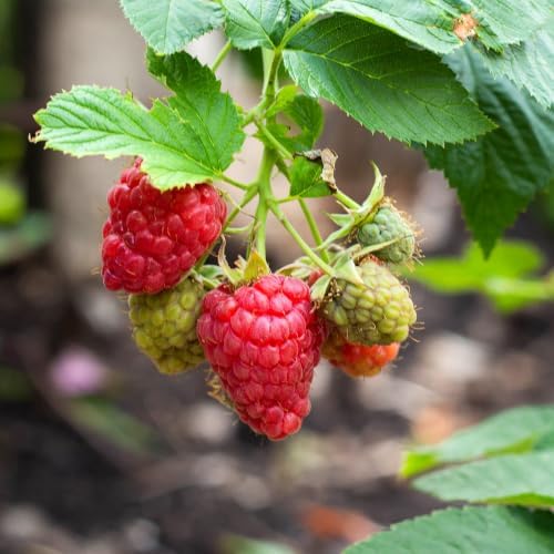 2 Red Raspberry Live Plants, 4-8" Tall Fruit Starters - Image 4