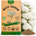 White Yarrow Seeds Pack 0.25 G - Over 2000 Non-GMO Heirloom Yarrow Seeds for Planting Herbs in Individual Seed Packet, Herbs Seeds for Planting Home Garden Indoor & Outdoor Gardening by OrganoRepublic