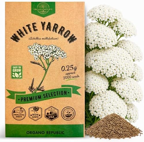 White Yarrow Seeds Pack 0.25 G - Over 2000 Non-GMO Heirloom Yarrow Seeds for Planting Herbs in Individual Seed Packet, Herbs Seeds for Planting Home Garden Indoor & Outdoor Gardening by OrganoRepublic