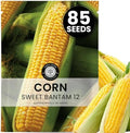 Corn Sweet Bantam 12 – 85 Premium Seeds for Planting – Classic Heirloom Sweet Corn Variety for the 2026 Season – 25 Gram Pouch by FamilySown