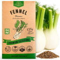 Fennel Florence Seeds Pack 1.25 G - Over 360 Non-GMO Heirloom Fennel Seeds for Planting Herbs in Individual Seed Packet by OrganoRepublic