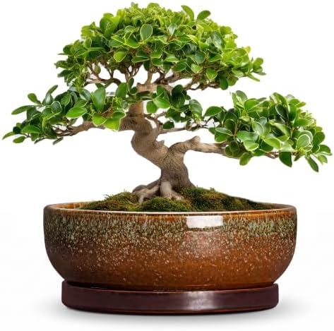 Bonsai Planter, 13 Inch Ceramic Succulent Pots, Speckle Brown by Wliror