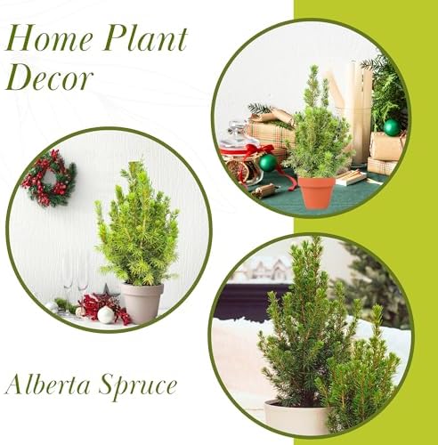 Live Alberta Spruce Tree - Perfect Christmas Decorations - Tabletop Decor, Easy to Grow Air Purifying Indoor House Plants - Live Tree Plant For Home, Office & Giftable (18" Height)(Heat Pack Included) - Image 6