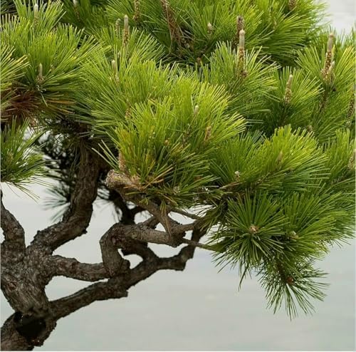 50 Pinus thunbergii Seeds, Japanese Black Pine Tree Seeds for Planting, Thunberg Pine Evergreen Bonsai Seeds, Ornamental Hardy Conifer Tree Seed for Zen Garden Backyard Home Landscaping - Image 2