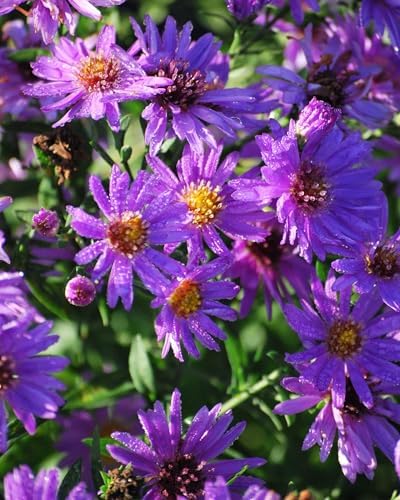 Perennial Farm Aster D. 'Wood's Purple' – Live Perennial in #1 Container, Pale Violet Daisy-Like Blooms, Compact & Hardy, Pollinator Friendly, Long Blooming, Great for Borders & Fall Gardens - Image 4