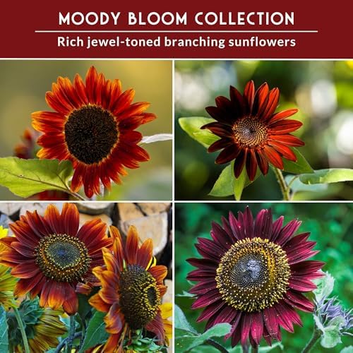Dark Sunflower Seeds for Planting – 4 Gothic Heirloom Sunflowers - Image 4