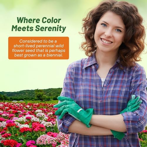 Outsidepride Sweet William Dianthus Seeds - 1 Lb. Perennial, Winter Hardy Wildflower Seeds w/Fragrant & Vibrant Blooms, Ideal for Pollinator Gardens, Cut Flowers & Colorful Landscaping - Image 6