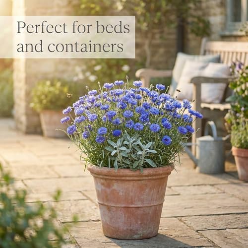 1000 Dwarf Blue Bachelor Button Flower Seeds for Planting, Centaurea cyanus (Cornflower), Heirloom, Non-GMO, USA Grown - by RDR Seeds - Image 3