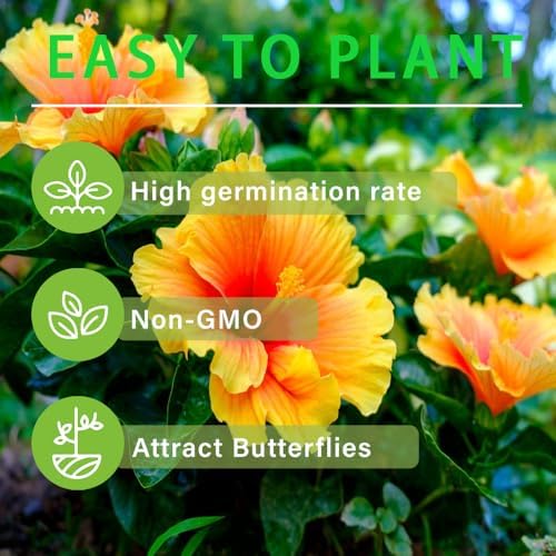 100+Giant Hibiscus Seeds for Planting Outdoor- Perennial Rare Non-GMO Heirloom Flowers Plant for Your Flourishing Garden Home - Image 4