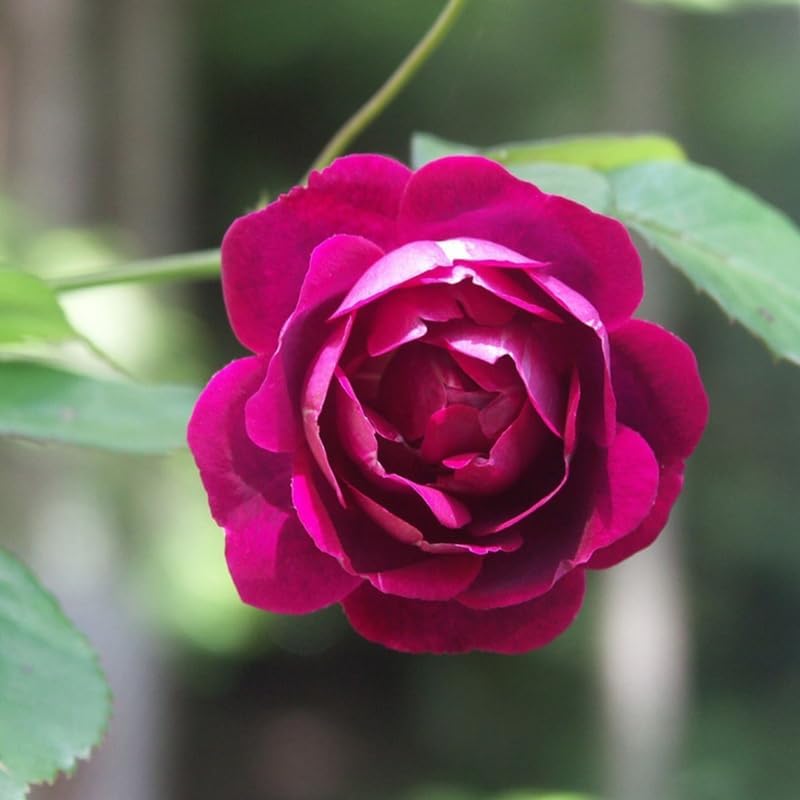 Climbing Rose Live Plant, Outdoor Garden Rose Plant, 5-9 Inch Tall - Image 4