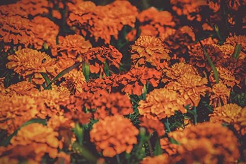 Set of 100 Assorted Valley Green Flower Seed Packets! Flower Seeds in Bulk - 20+ Varieties Included - Image 4