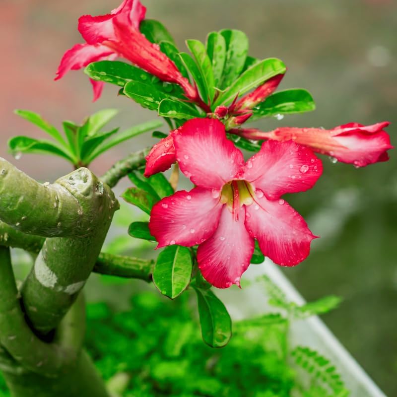 Desert Rose Plant, 4 Inch Potted Adenium Obesum, Low Maintenance Indoor Bonsai Succulent with Striking Red Blooms for Home & Patio Décor - Image 5
