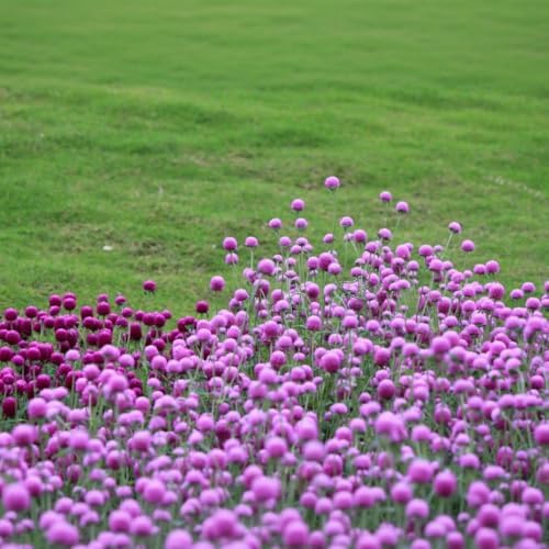 Mixed Globe Amaranth Seeds - 300 Pcs Annual, Heat & Drought Tolerant, Pollinator Friendly | Vibrant Pom Pom Blooms for Beds, Borders, Cut Flowers & Dried Arrangements, Non-GMO Heirloom - Image 2