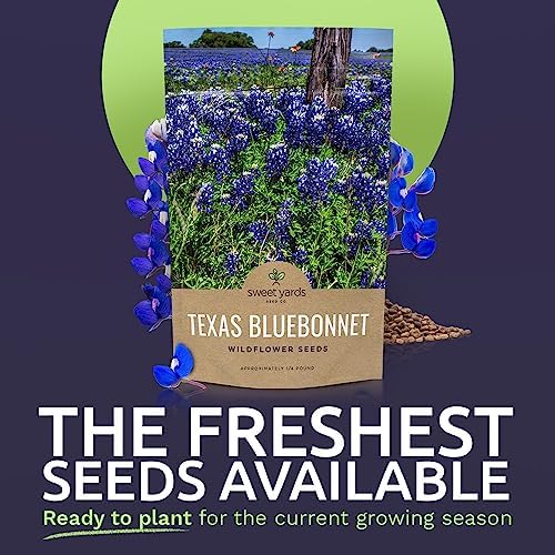 Texas Bluebonnet Wildflower Seeds - Bulk 1/4 Pound Bag - Over 4,000 Native Seeds - Texas State Flower! - Image 2