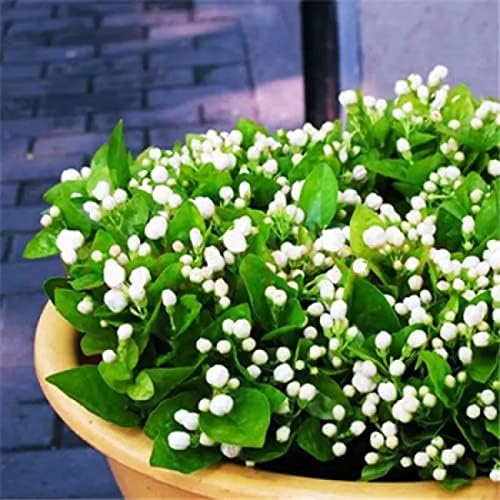 100+ Climbing Jasmine Flower Seeds Fragrant Plant for Planting Garden Home Four Seasons Evergreen Silver Jasmine Garden Balcony Climbing Flower Non-GMO - Image 6