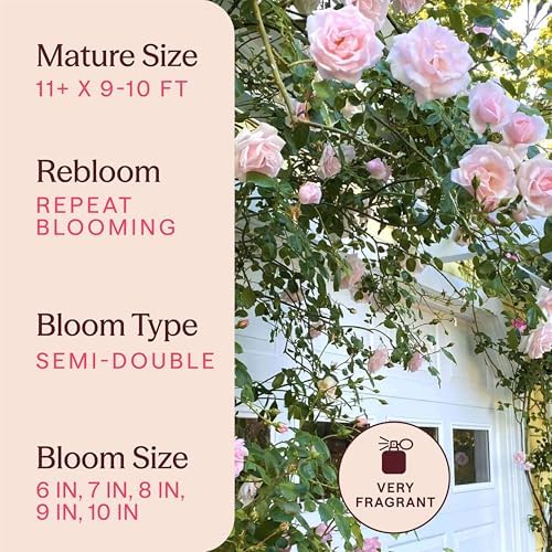 Heirloom Climbing Roses, Live Own Root Plant, New Dawn™ - Image 6