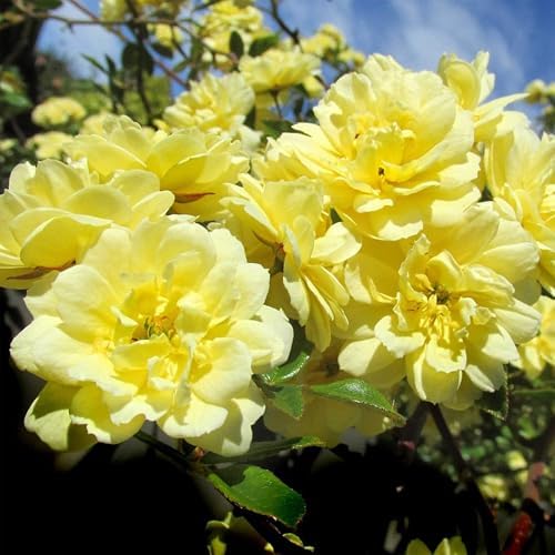 Heirloom Climbing Roses, Live Own Root Plant, Lady Banks by HeirloomRoses