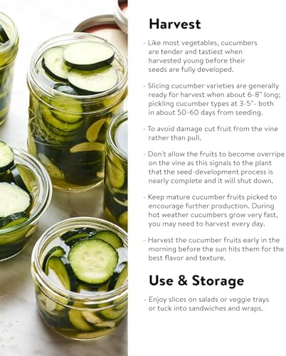 Burpee 'Supremo' Pickling Cucumber Seeds, 30 Non-GMO seeds, Container Friendly - Image 4