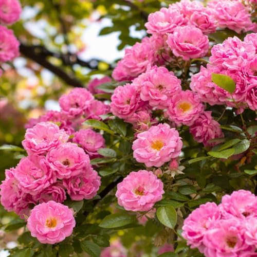 Peggy Martin Climbing Rose - 10-16" Tall Live Plant - Gallon Pot - Image 3