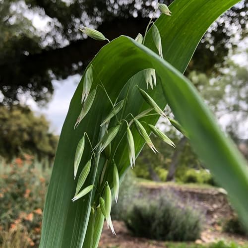 All Good Things Organic Common Oat Seeds for Planting: 275 Count - Image 3