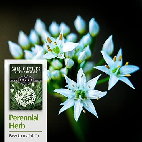 Garlic Chives Seeds for Planting - Heirloom Chinese Herb (2 Packs) - Image 4