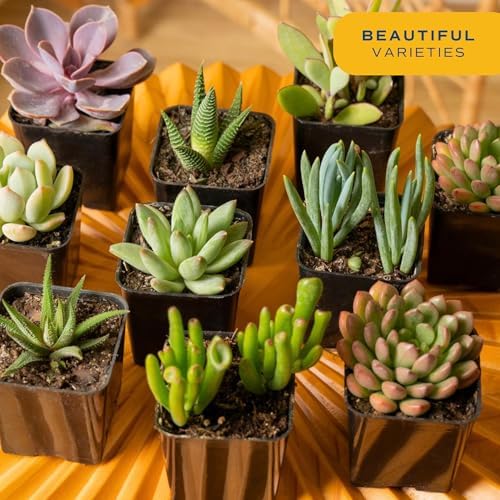 Costa Farms Succulents, Live Indoor Plant, Easy Care, Home Decor - Image 2