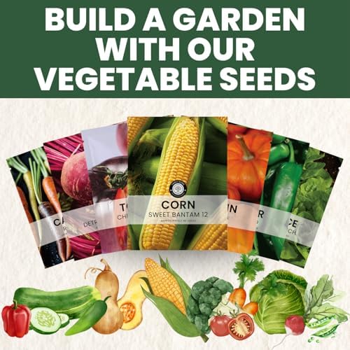 Corn Sweet Bantam 12 – 85 Premium Seeds for Planting – Classic Heirloom Sweet Corn Variety for the 2026 Season – 25 Gram Pouch - Image 6