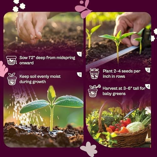 SVI 200 Fordhook Giant Chard Seeds (Beta Vulgaris) - Swiss Chard, White Stem Leafy Greens, Mild Flavor, Heirloom Seed in Seed Packets - Vegetable Seeds for Home Garden, Containers and Outdoor Beds - Image 5