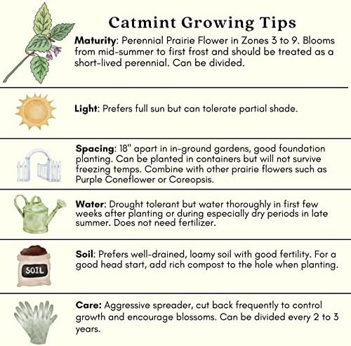Clovers Garden Catmint (Nepeta) Plants – Two (2) Live Plants – Non-GMO - Not Seeds - Each 4" to 8" Tall – in 4" Inch Pots – Natural Mosquito Plant - Hardy Flowering Perennial Herb, Pollinator Favorite - Image 6