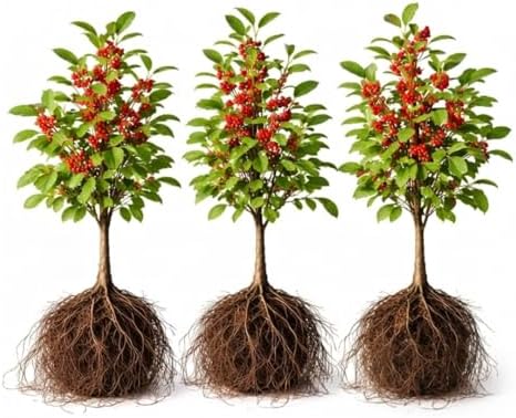 3 Winterberry Holly Plants for Growing (Ilex verticillata) Live Shrubs | Brilliant Red Winter Berries | Native Deciduous Holly for Landscaping & Wildlife (3 Plants) by CZGrain