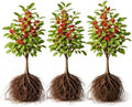 3 Winterberry Holly Plants for Growing (Ilex verticillata) Live Shrubs | Brilliant Red Winter Berries | Native Deciduous Holly for Landscaping & Wildlife (3 Plants) by CZGrain