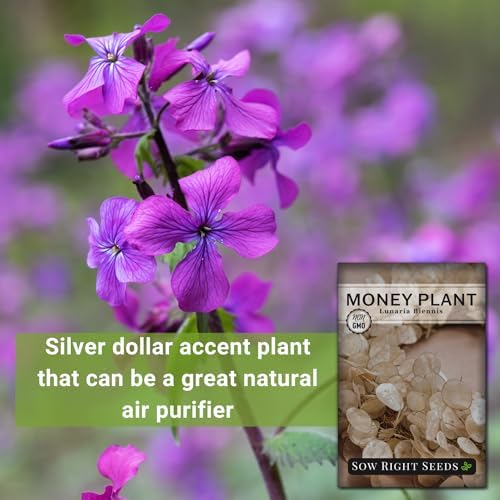 Sow Right Seeds - Money Plant Seed for Planting Silver Dollar Tree 4pk - Image 3