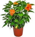 Hibiscus Bush - Double Peach Flowering Plant Live - Overall Height 26" to 28" - Tropical Plants of Florida (Plant Only) by TropicalPlantsofFlorida