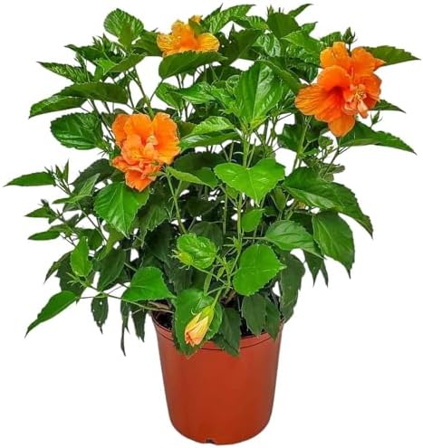 Hibiscus Bush - Double Peach Flowering Plant Live - Overall Height 26" to 28" - Tropical Plants of Florida (Plant Only) by TropicalPlantsofFlorida
