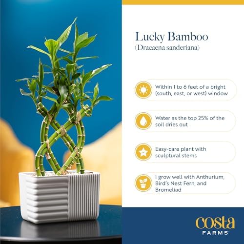 Costa Farms Lucky Bamboo, Live Indoor Plant, Easy Care, Home Decor - Image 5