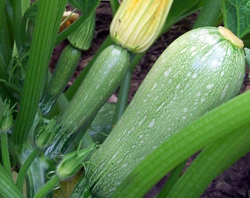 Grey Zucchini Seeds - 60+ Count - for 2026 Planting Mexican Gray Zucchini Summer Squash Kousa Calabacita Courgette Marrow Harakun Garden Vegetable Fresh Grow Your Own Home Farm Patio - Image 2